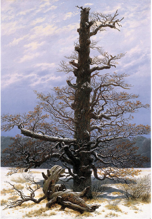 Eichbaum im Schnee